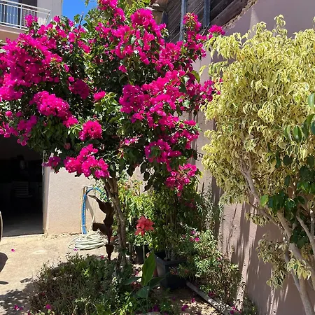 Bloom Garden